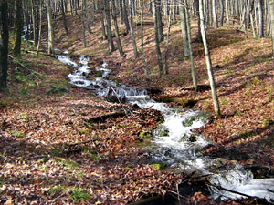 Small stream in the woods hill side with fall leaves.