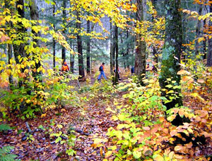 Hiking far and across the forest floor.